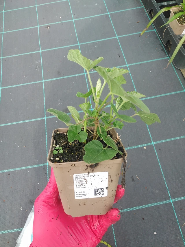 Malva real Candy Floss - 31. 7. 2025