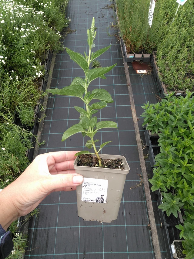 Veronika Skyler White - 11. 7. 2025