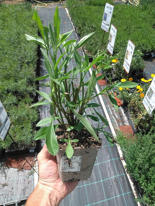 Lobelia Queen Victoria - 24. 6. 2025