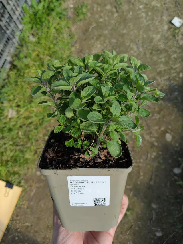 Origan Supreme - 27. 3. 2026