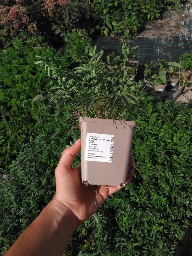 Veriheinä Rock and Roll - 2024