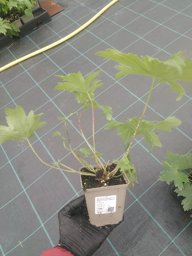 Ritarinkannus Benary’s Pacific Black Knight - 4. 8. 2025