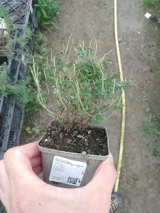 Mateřídouška Lemon - 1. 8. 2025