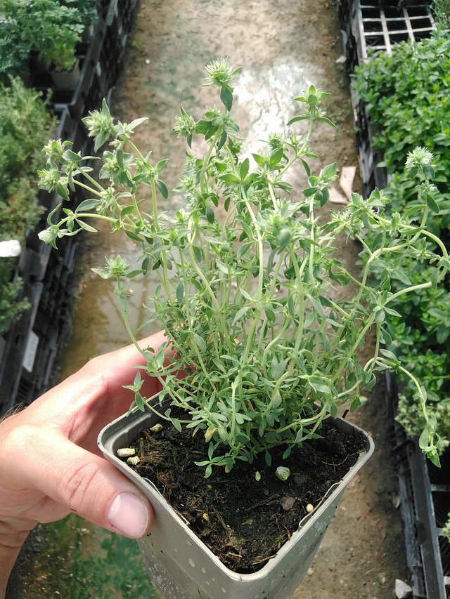 Timjami Pompom - 1. 7. 2025