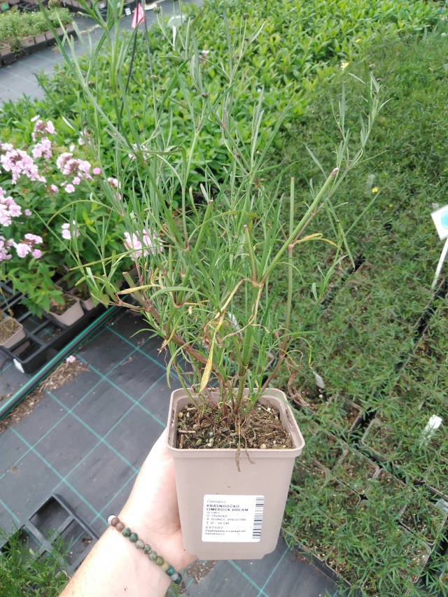 Krásnoočko Limerock Dream - 2024