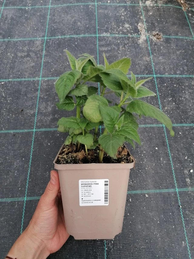 Monarda Pink Suprême - 2024