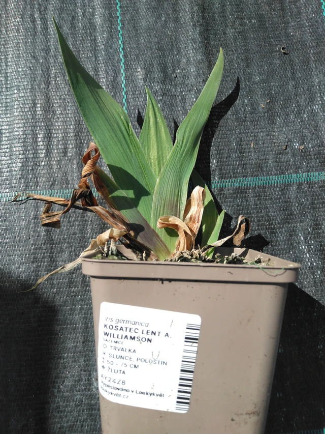 Iiris Lent A. Williamson - 3. 4. 2025