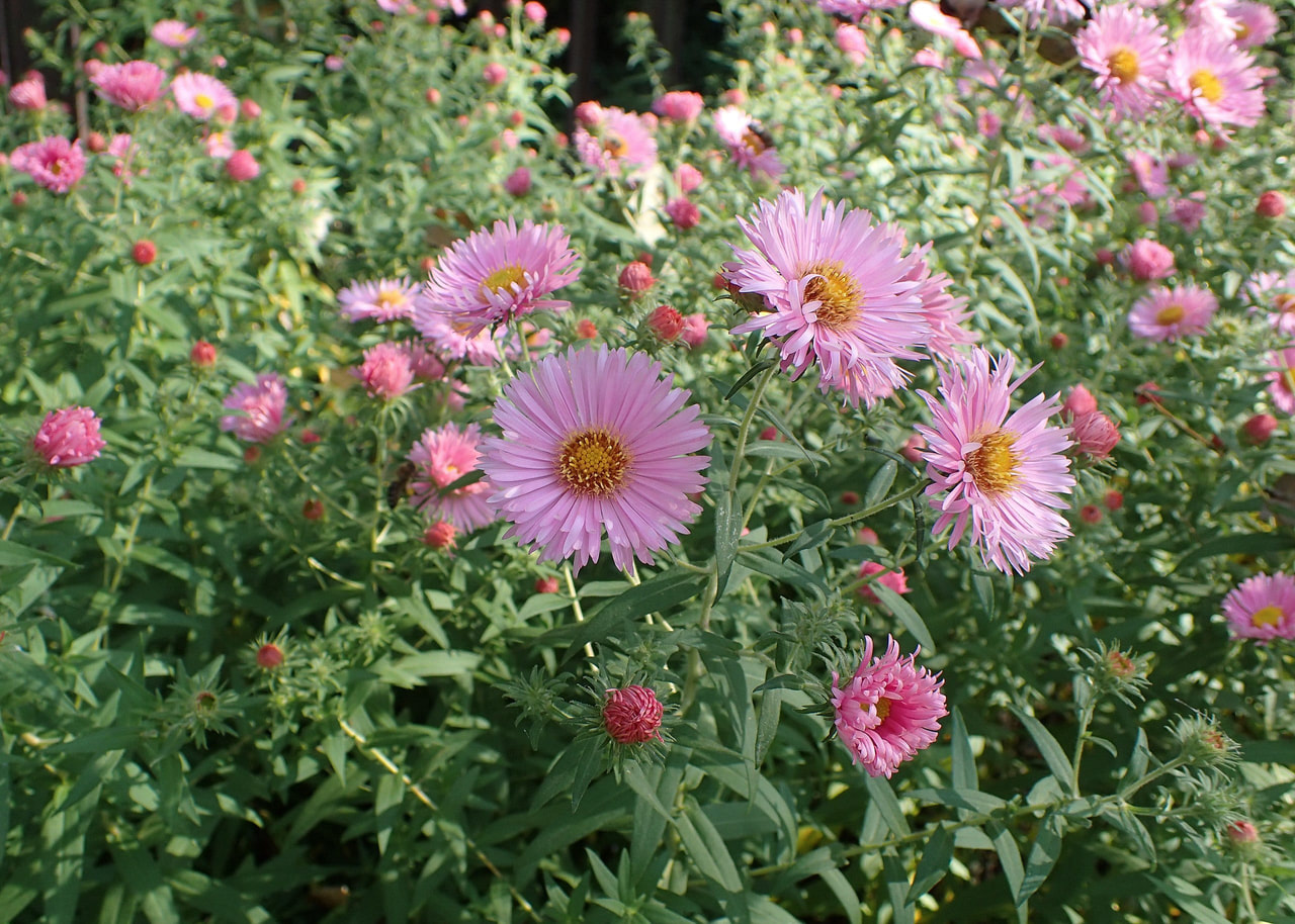 Astra Harrington’s Pink, Loukykvět