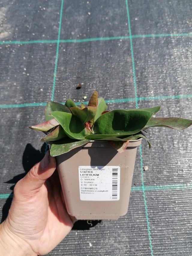 Statice latifolia - 2024