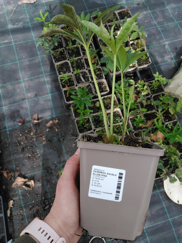 Hellebore Double Ellen Pink - 2024