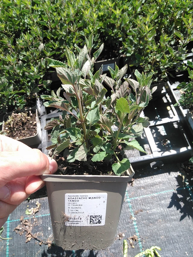 Iisoppi Mango Tango - 24. 6. 2025