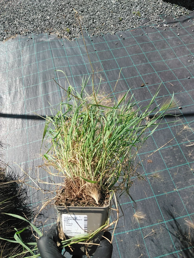 Jouhiheinä Ricky - 19. 8. 2025