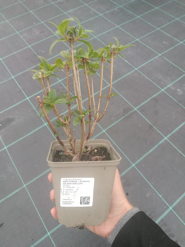 Hortenzie latnatá Silver Dollar - 10. 10. 2025