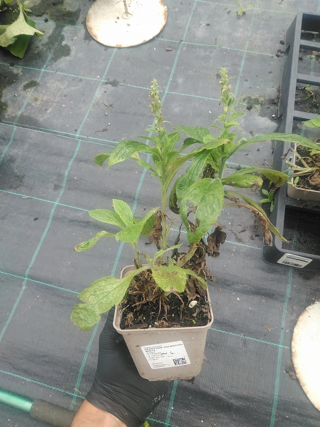 Náprstník Dalmatian White - 10. 9. 2025