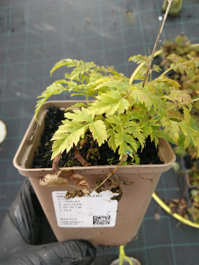 Udatna Opulenz - 31. 10. 2025