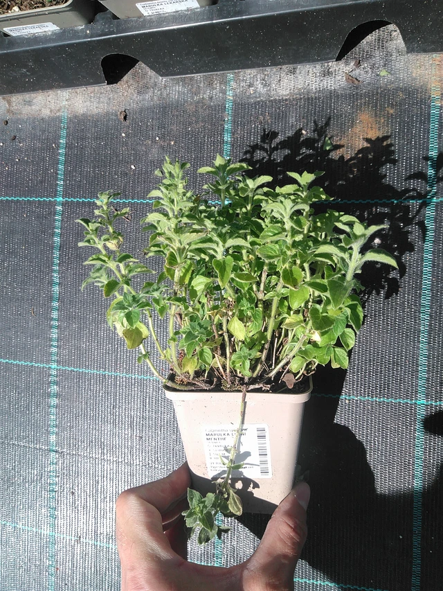 Myskimalva Menthe - 24. 6. 2025