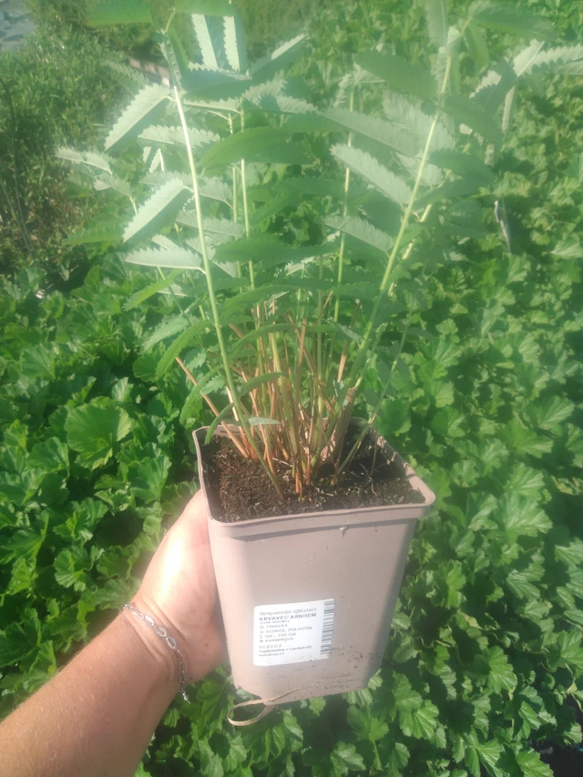 Verikurjenpolvi Arnhem - 2024