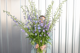 Stračka vyvýšená Guardian Lavender, Loukykvět