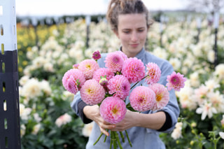 Jiřina Hamari Rose, Loukykvět