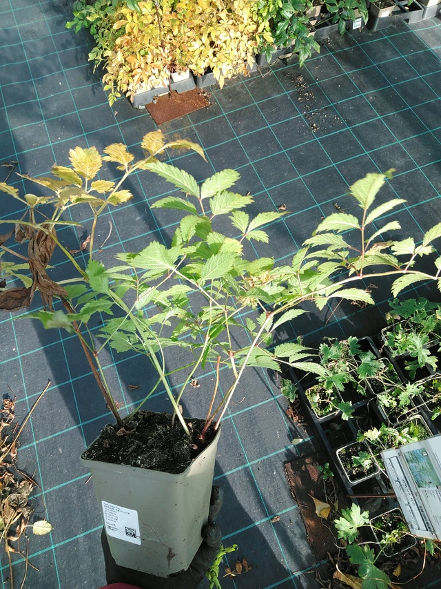 Astilbe Cattleya - 31. 10. 2025