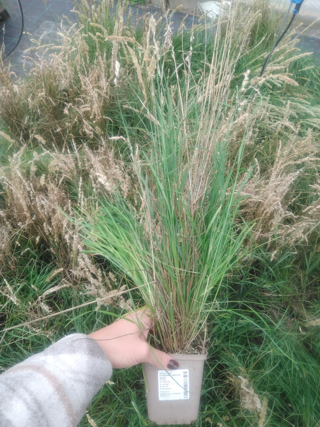 Hiuskolpakko Silky - 2024