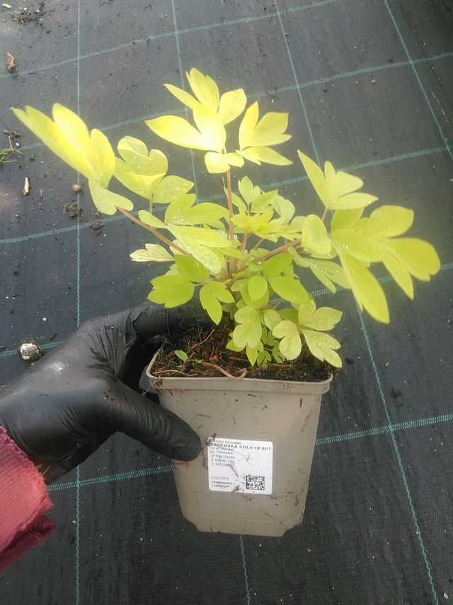 Srdcovka Gold Heart - 1. 9. 2025