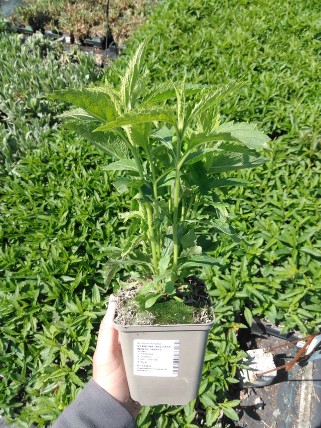 Arrow-leaved Verbena White Spires - 13. 5. 2025