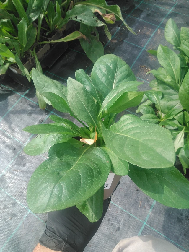 Ruusukaunokki niitty - 10. 9. 2025