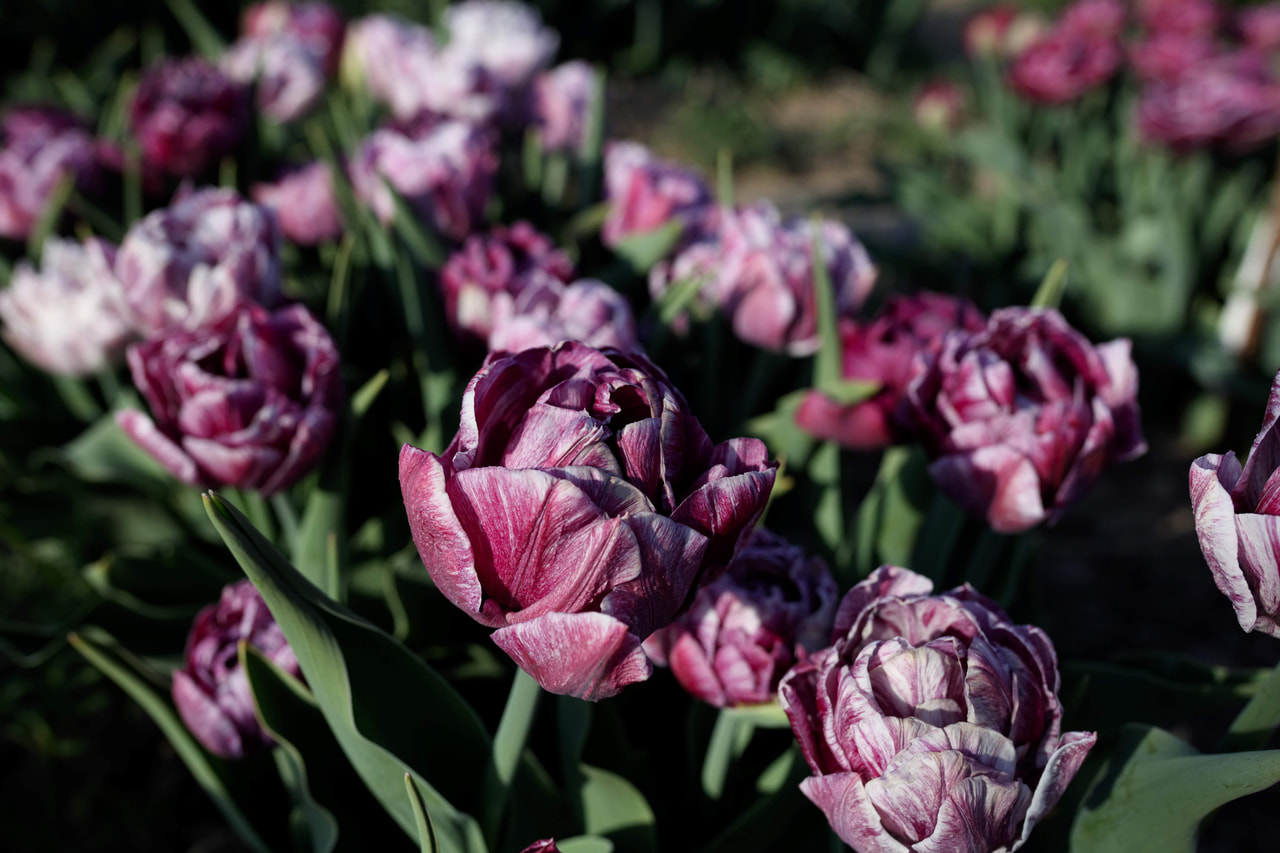 Tulipán Ragebol, Loukykvět