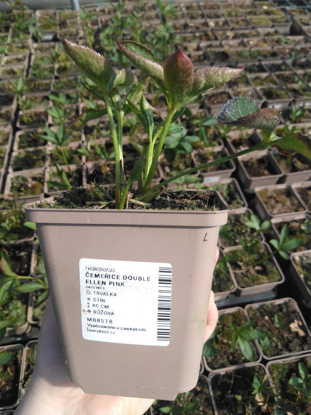 Hellebore Double Ellen Pink - 3. 4. 2025