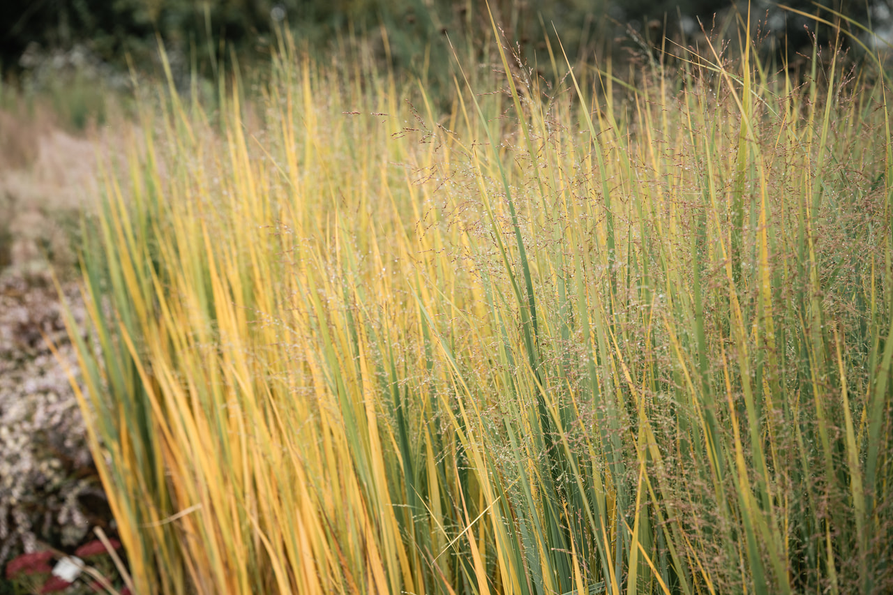 Vesszős köles Northwind, Loukykvět