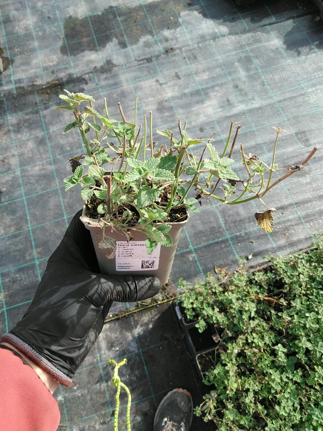 Šanta Superba - 31. 10. 2025