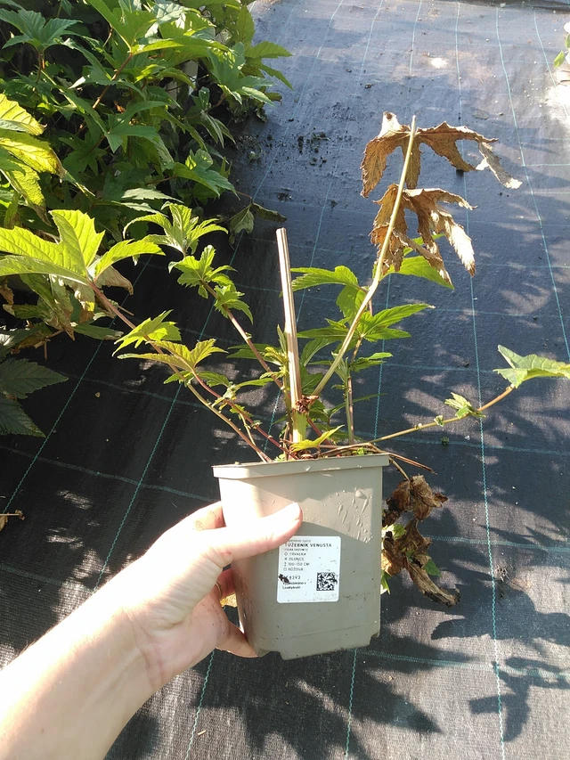 Angervo Venusta - 19. 8. 2025