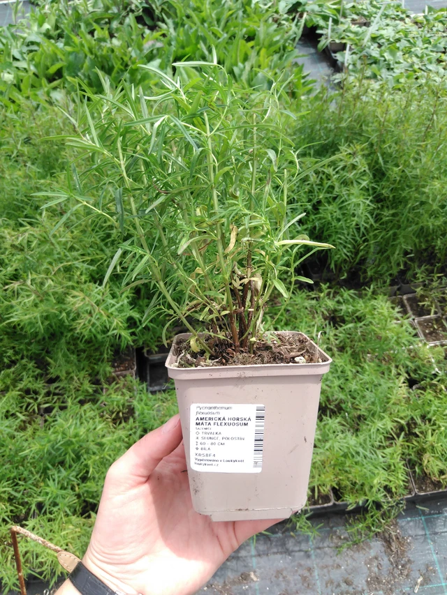 Amerikkalainen vuoriminttu Flexuosum - 2024