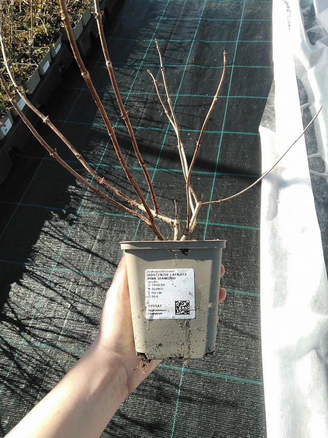 Hortensia paniculé Pink Diamond - 7. 4. 2026