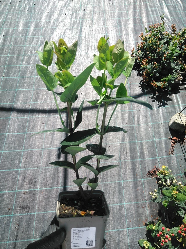 Hierba de San Juan Globo Raspberry - 19. 8. 2025