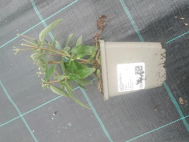 Caryopteris Stephi - 10. 10. 2025