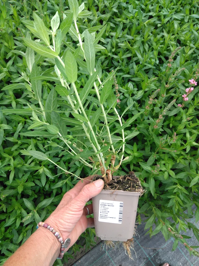 Rantakukka Blush - 2024