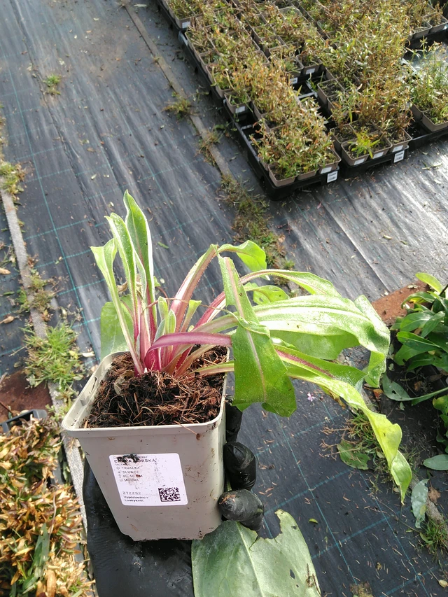 Aciano de montaña - 31. 10. 2025