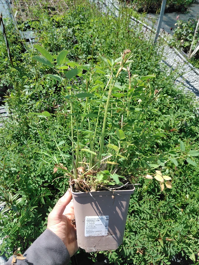 Krvavec Lum - 13. 5. 2025