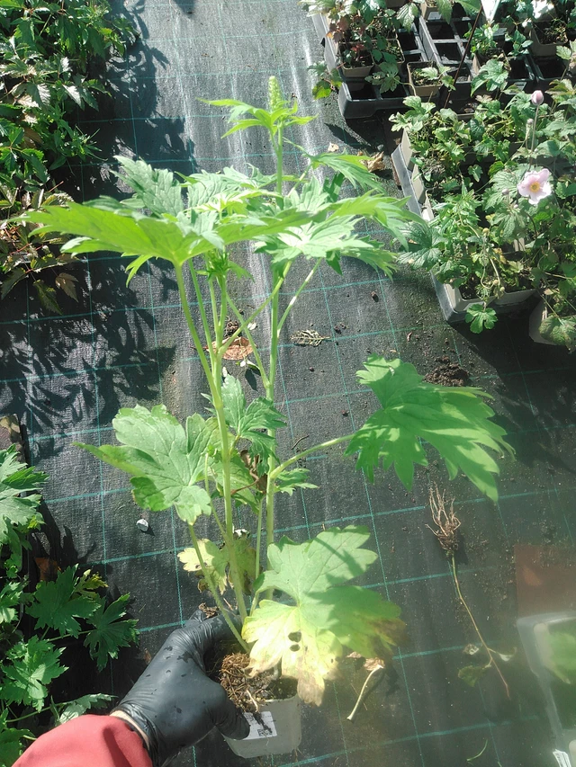 Espuela de caballero Magic Fountains Pure White - 13. 10. 2025