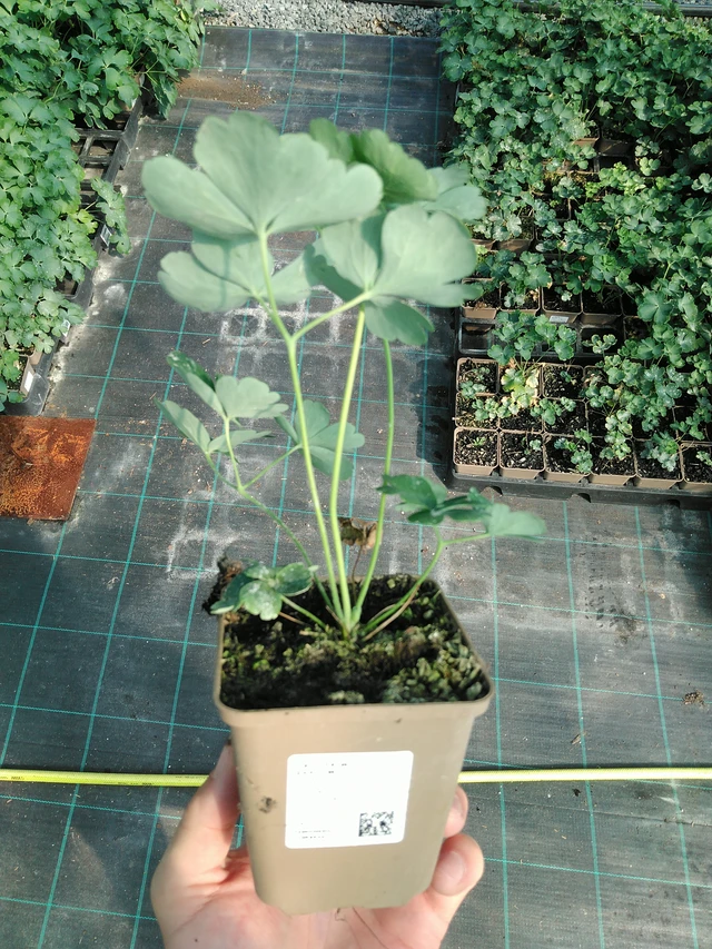 Orlíček White Barlow - 19. 8. 2025