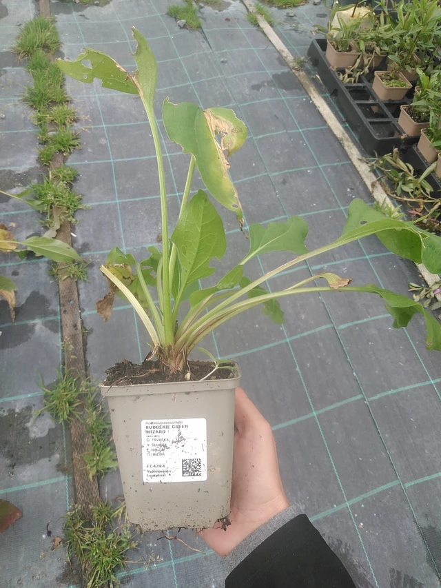 Rudbeckia Green Wizard - 10. 10. 2025