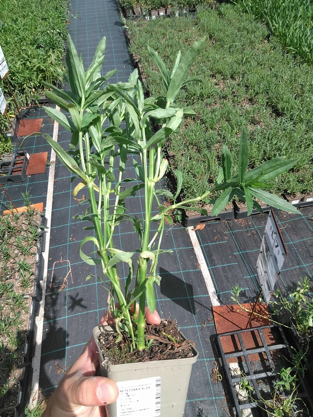 Fisostegia Alba - 24. 6. 2025