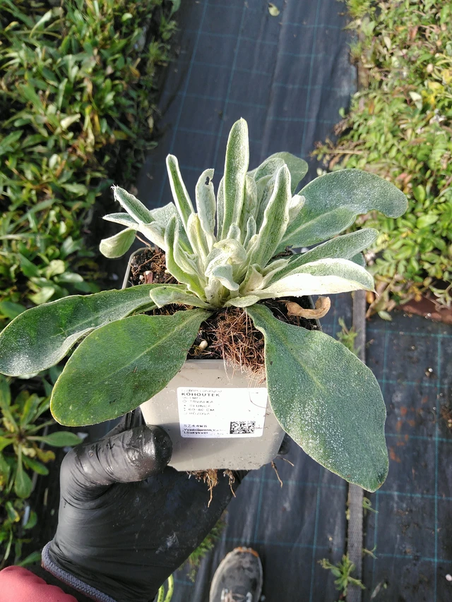 Campion - 31. 10. 2025