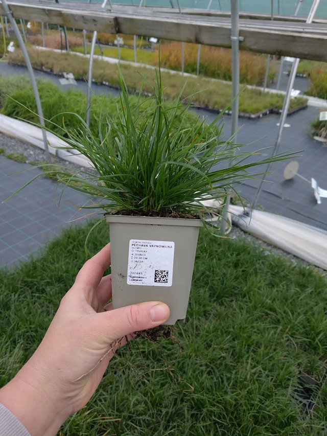 Pěchava vápnomilná - 10. 10. 2025