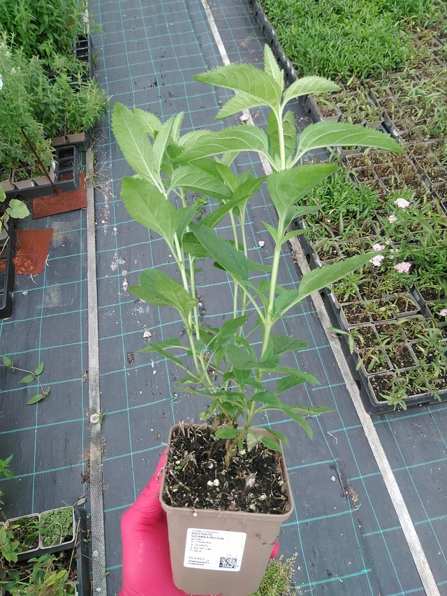 Verónica Schneeriesin - 29. 7. 2025