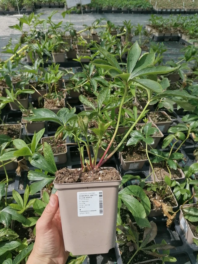 Eléboro Pretty Ellen White - 2024