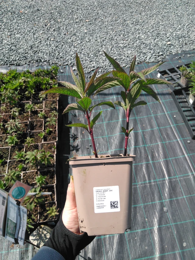 Punavirma Baby Joe - 13. 5. 2025