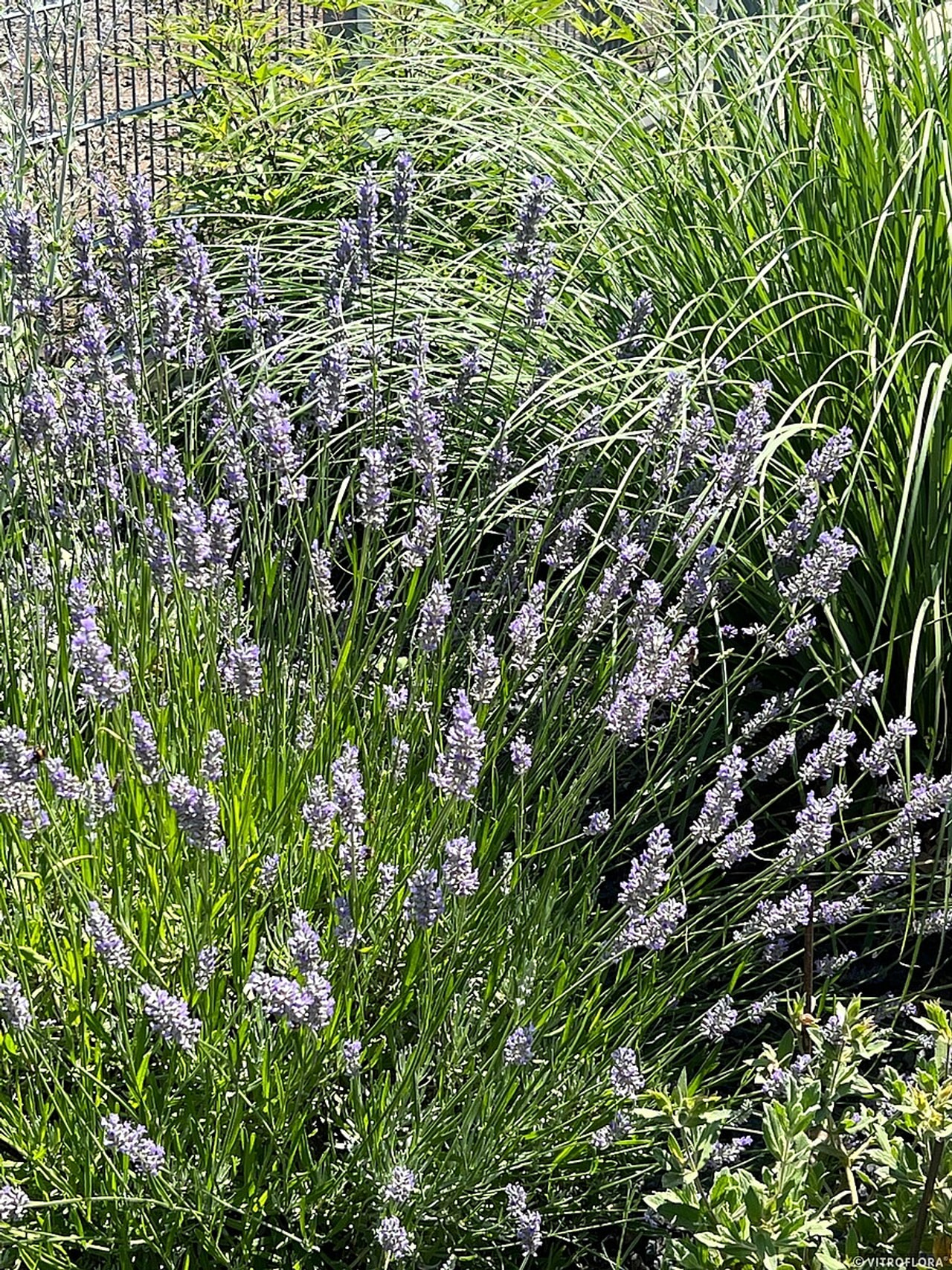 Levandule Grosso, Loukykvět